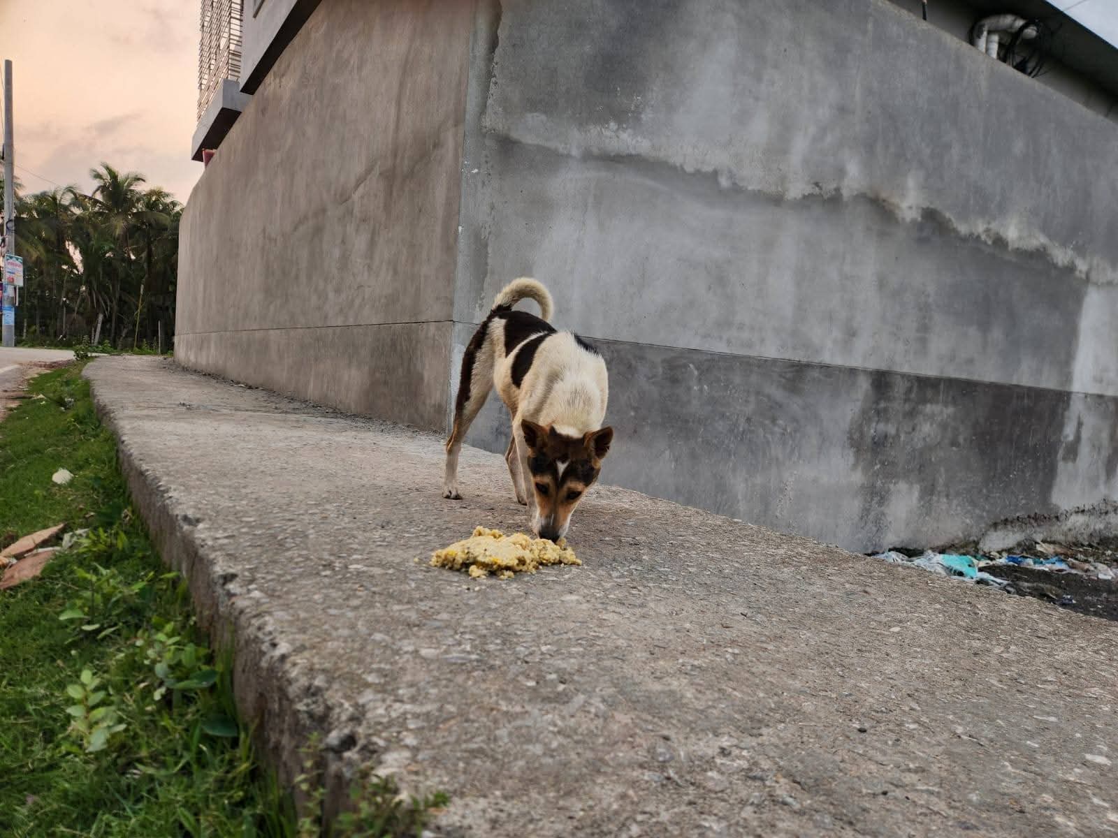 কলাপাড়ায় পথকুকুর-বিড়ালদের জন্য ব্যতিক্রমী ঈদ আয়োজন