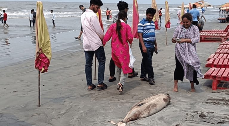 কুয়াকাটায় প্রতিনিয়তই ভেসে আসছে মৃত ডলফিন, বাড়ছে উপকূলীয় পরিবেশ বিপর্যয়ের শঙ্কা